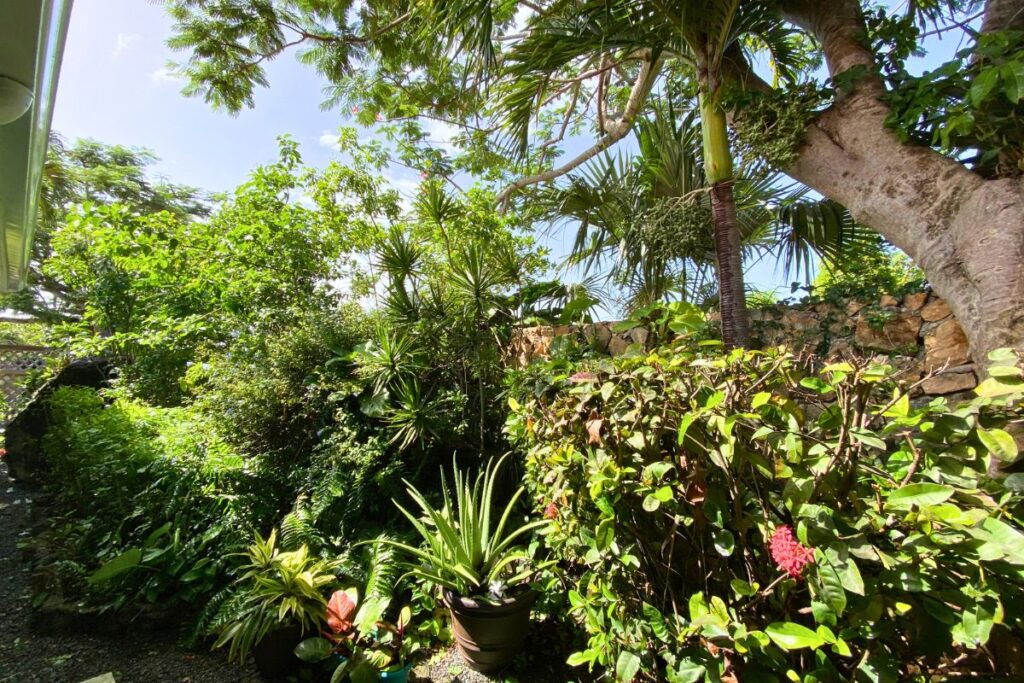 Outdoor Shower Foliage before redo