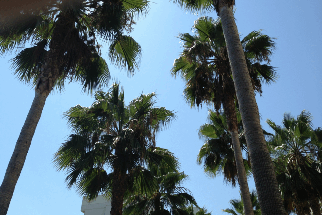 California Palm Trees