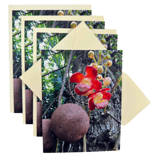 Cannonball Tree Notecards-Set of 4