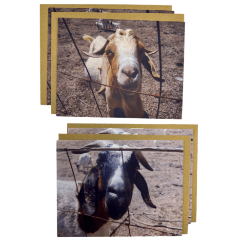 Naughty (STX) Goats Notecards-Set of 4