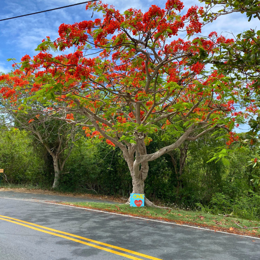 Flambouyant Tree