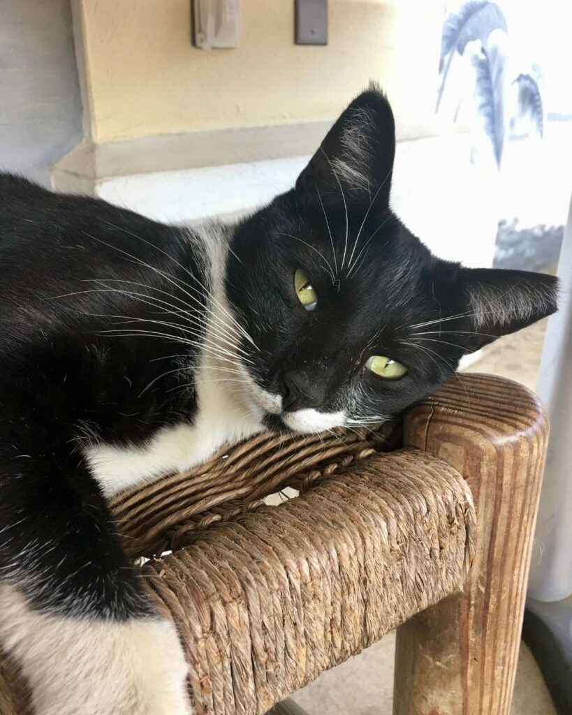 No Bones Kitty - Ralph