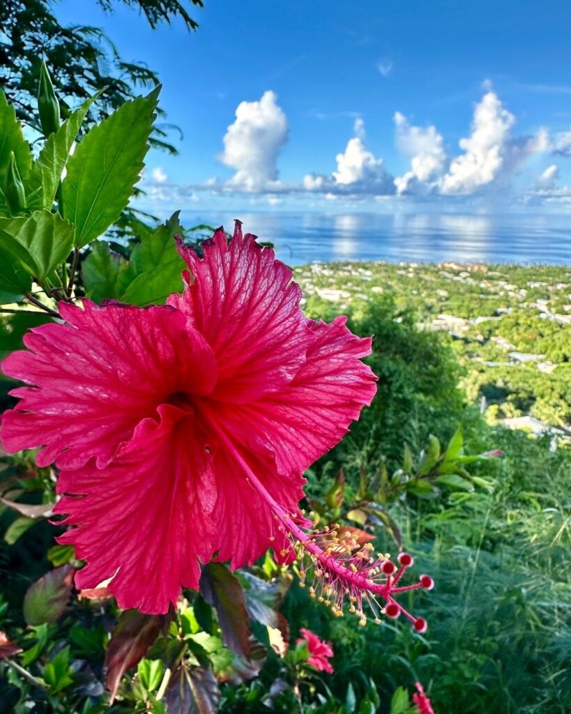 Hibiscus & a View