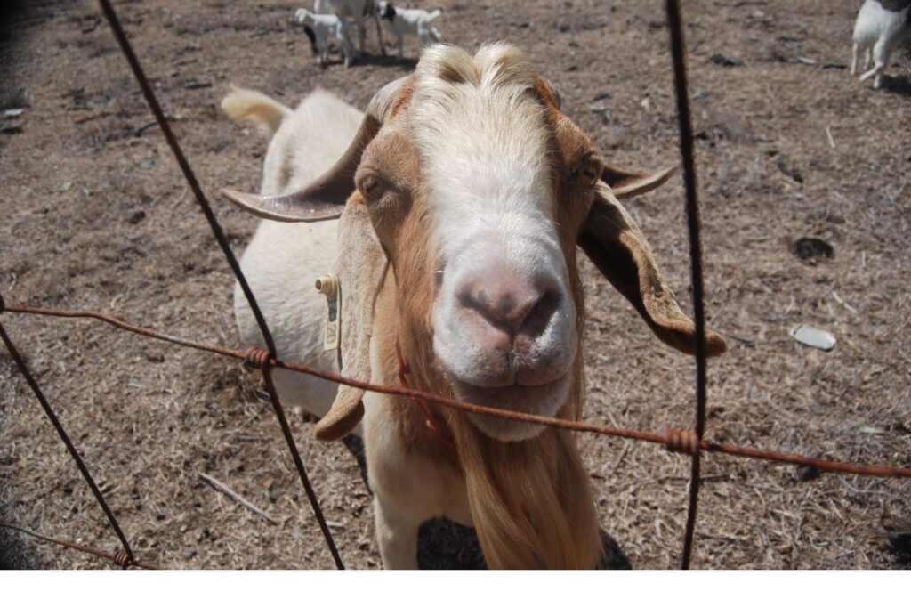 STX Naughty Goat