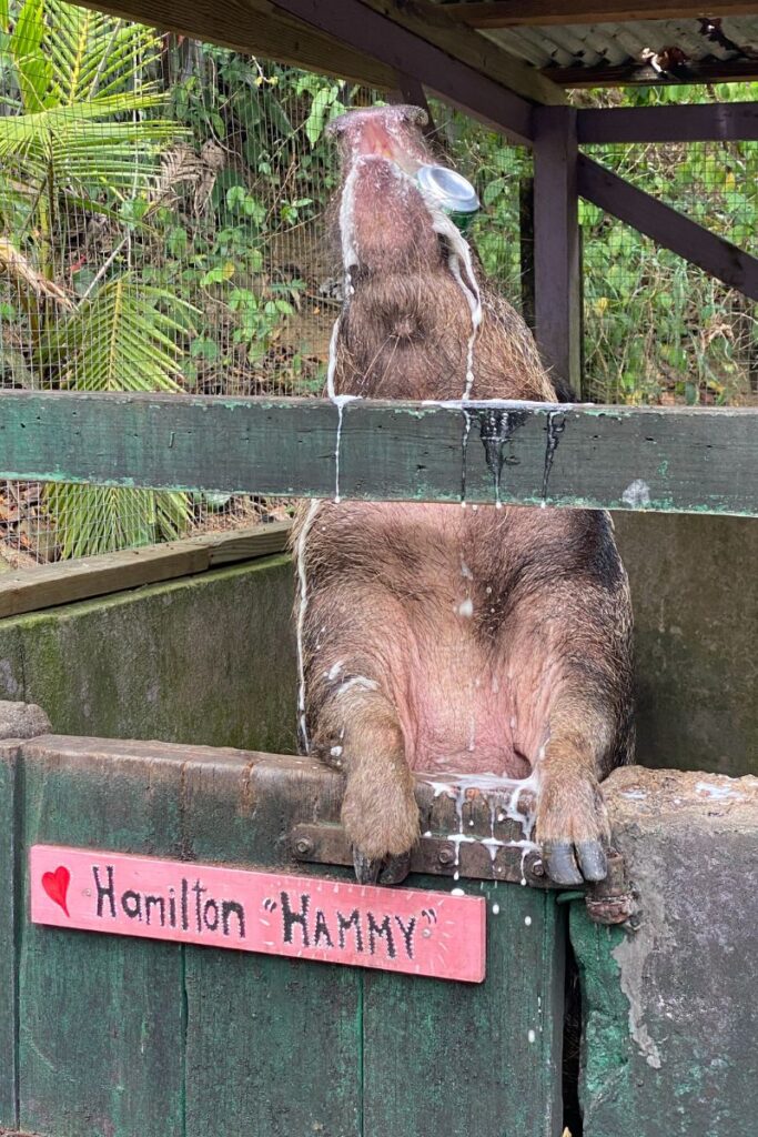 "Hammy" - The Beer Drinking Pig