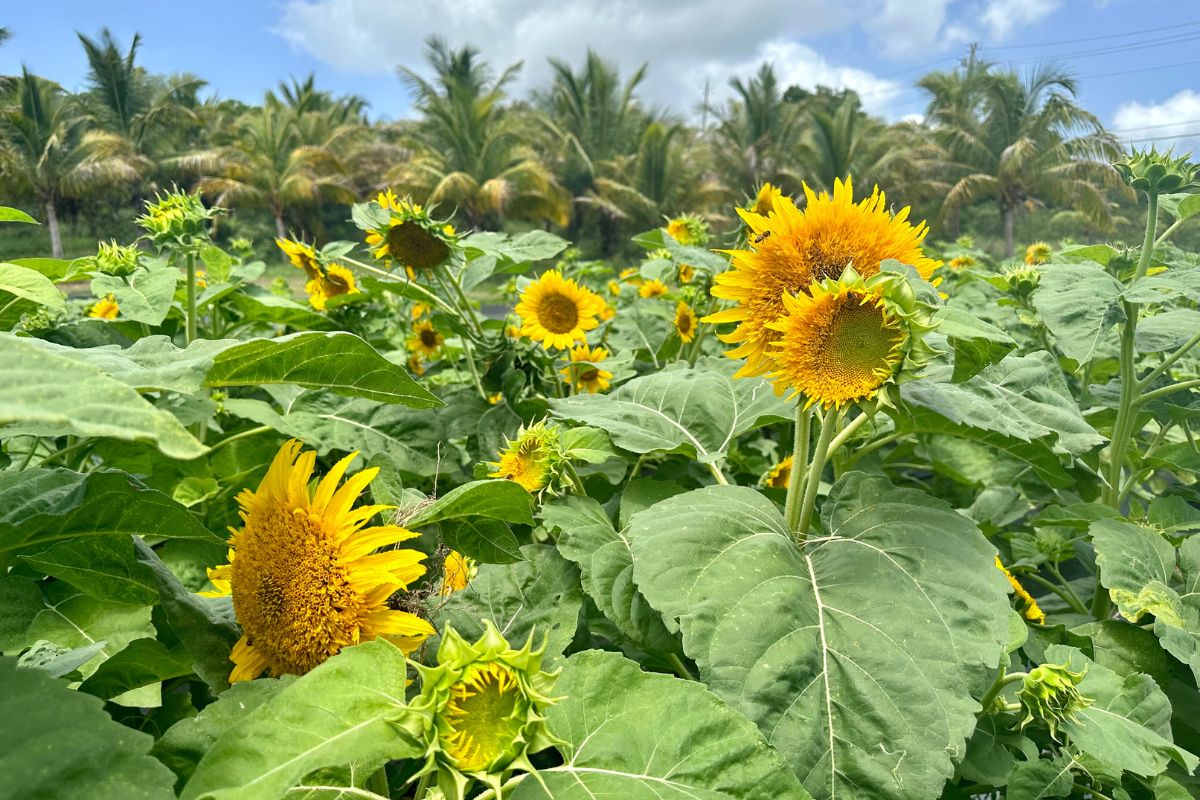 STX Sunflowers