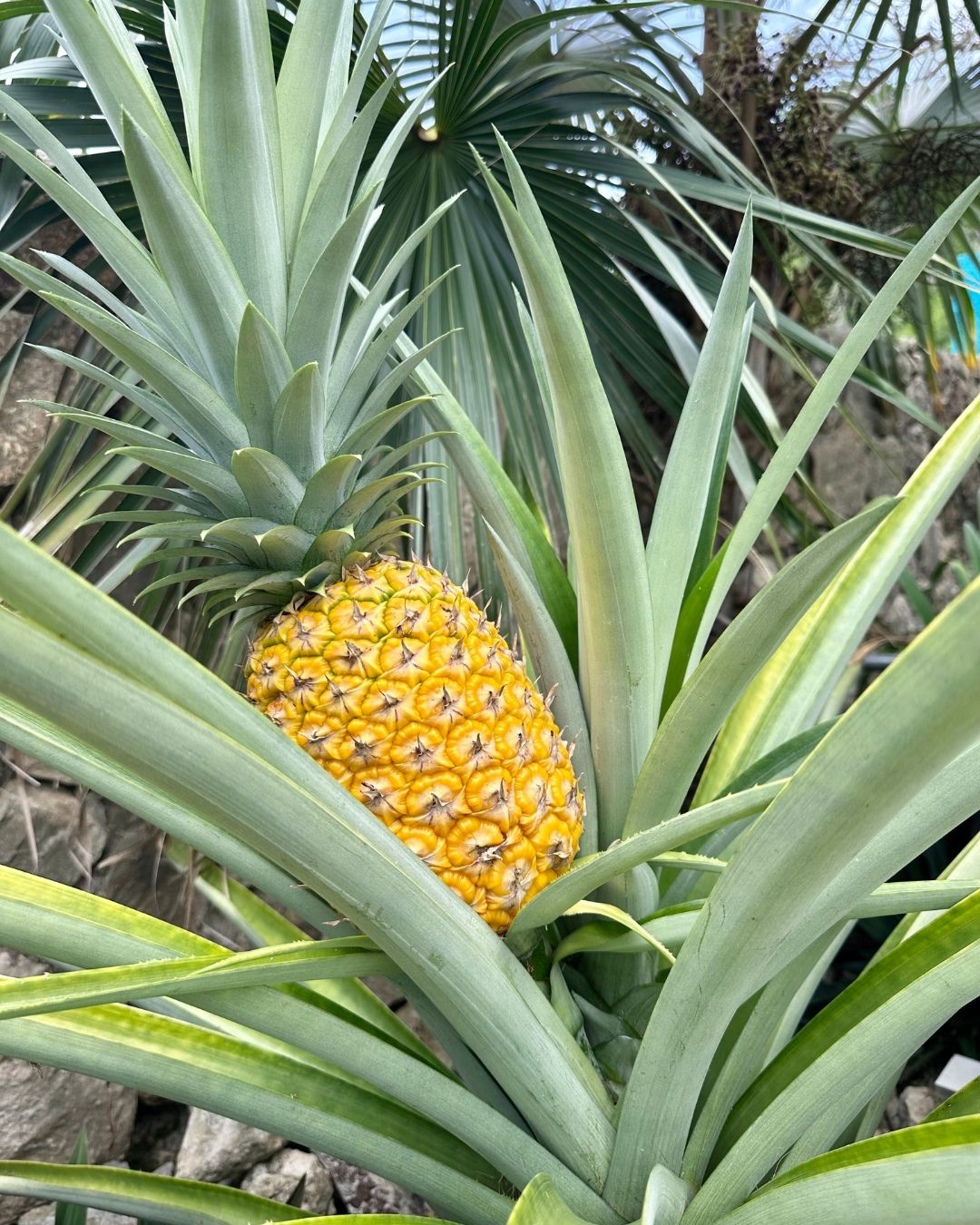 Homegrown Pineapple