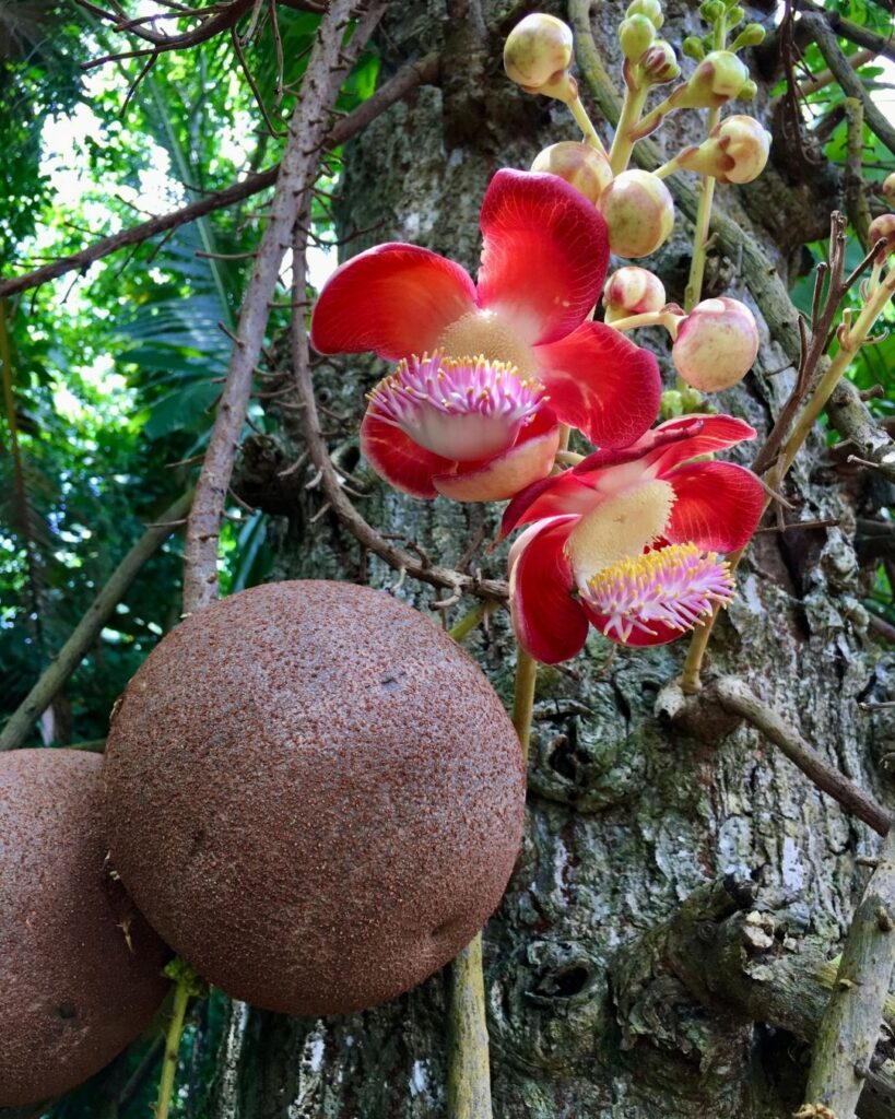 STX Cannonball Tree