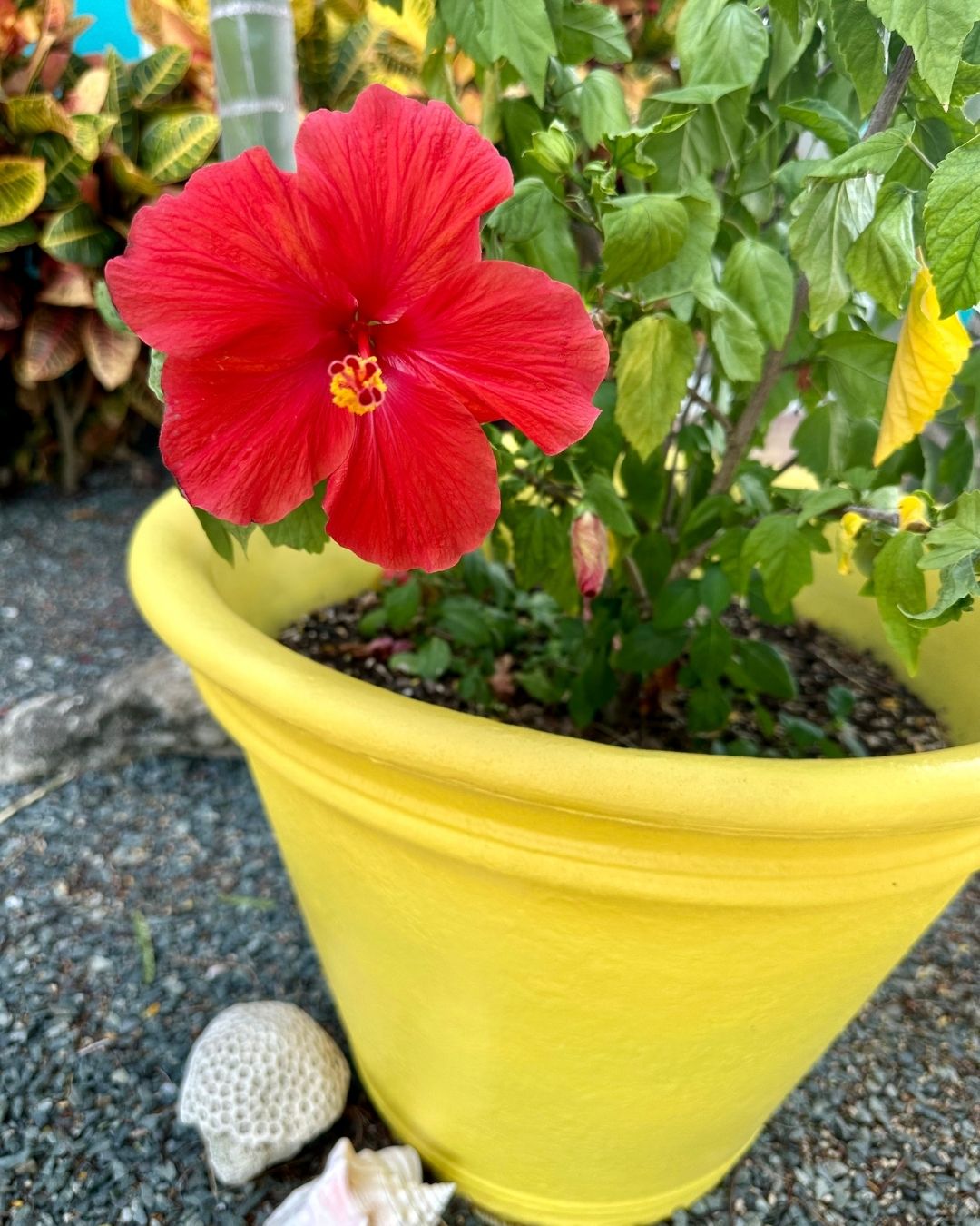 red hibiscus in yellow pot