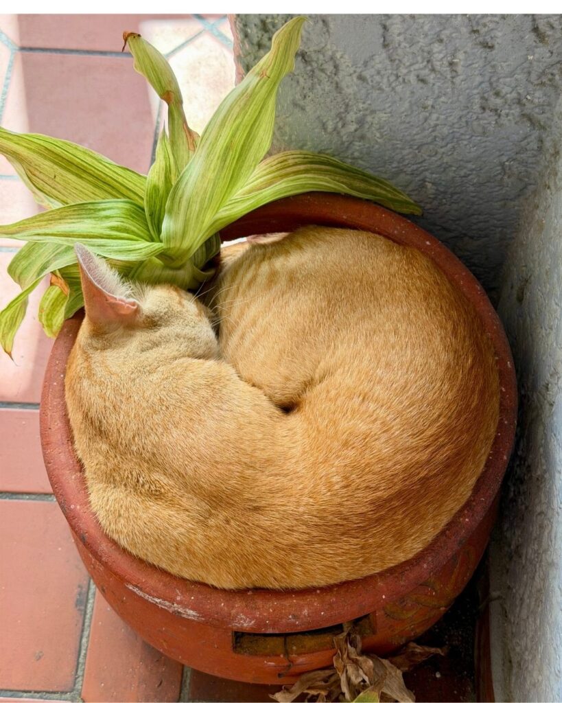 Louie & Nacho's Greeter