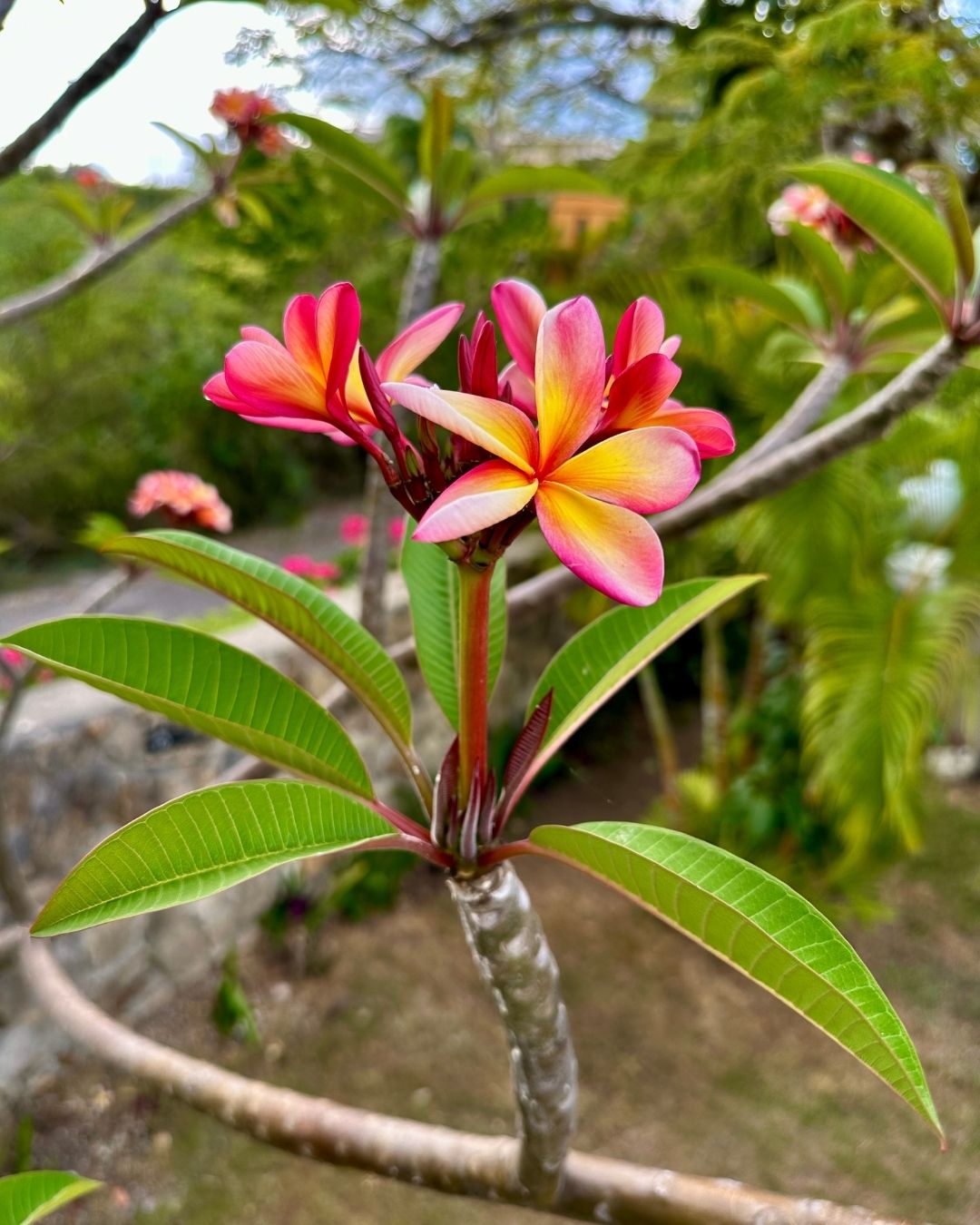 Plumeria