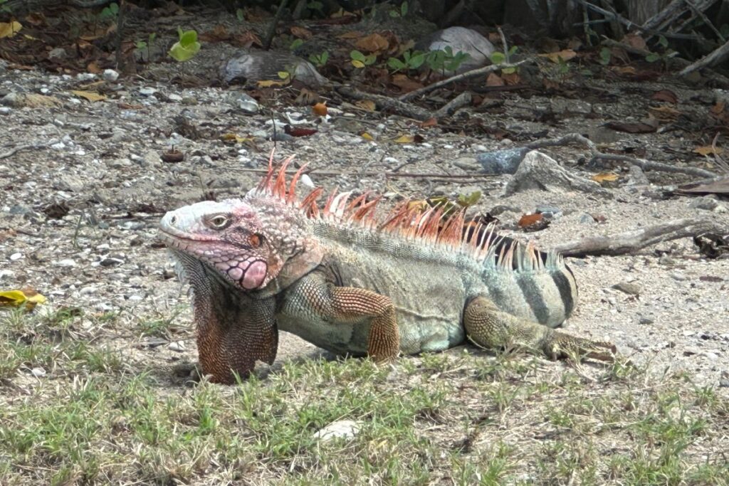 Tamarind Reef Bay Iguana 